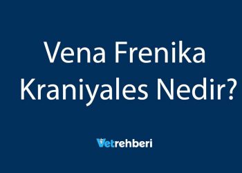Vena Frenika Kraniyales Nedir?