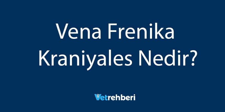 Vena Frenika Kraniyales Nedir?