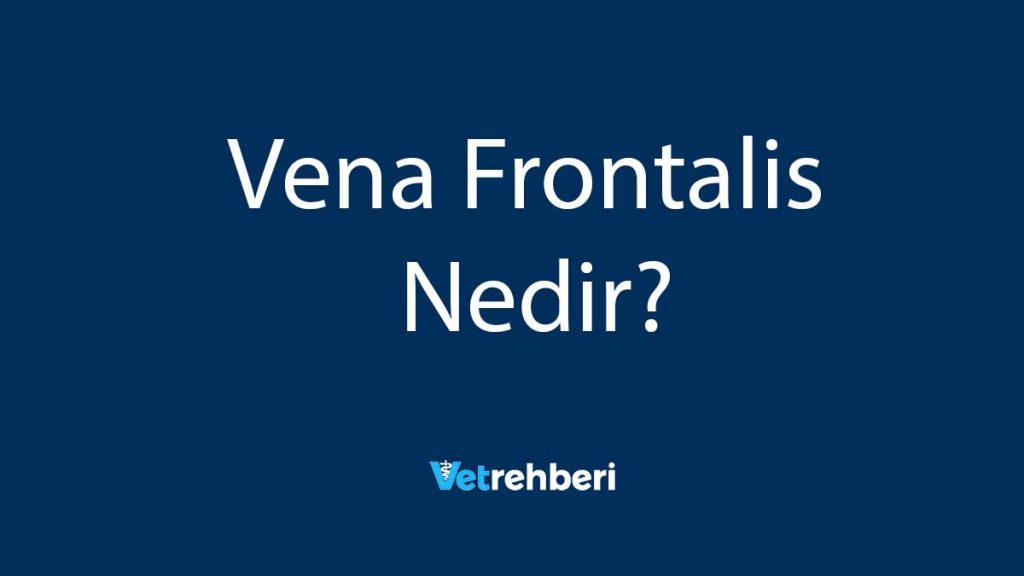 Vena Frontalis Nedir?