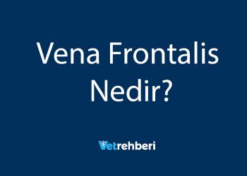 Vena Frontalis Nedir?