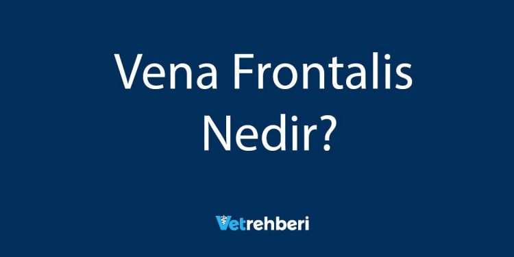 Vena Frontalis Nedir?