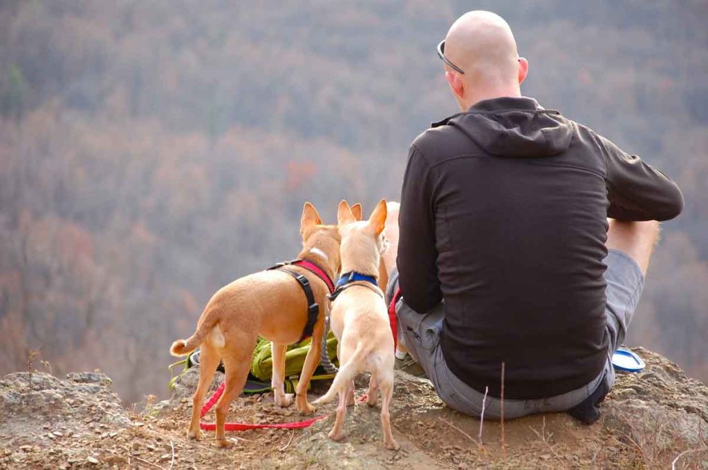 Bir Köpek Bir Günde Ne Kadar Uzağa Gidebilir?