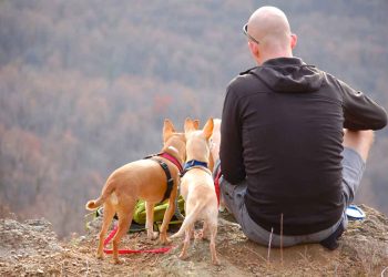 Bir Köpek Bir Günde Ne Kadar Uzağa Gidebilir?