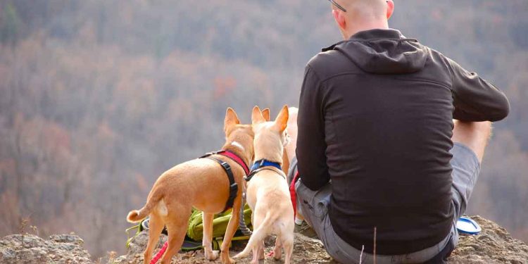 Bir Köpek Bir Günde Ne Kadar Uzağa Gidebilir?