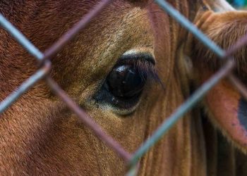 Gözler Çok Şey Anlatır