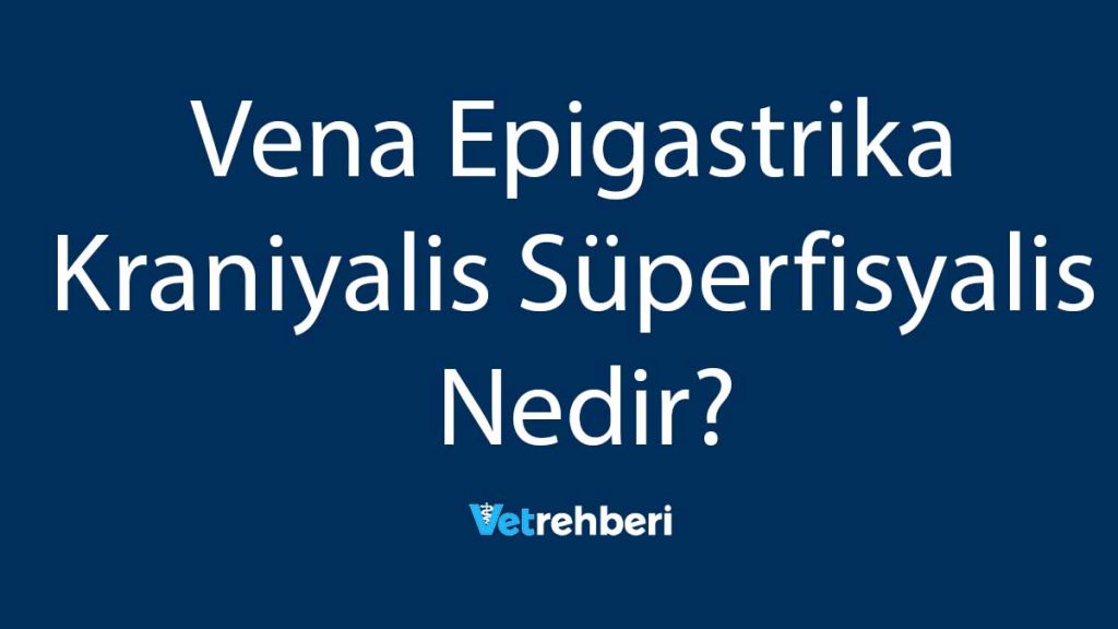 Vena Epigastrika Kraniyalis Süperfisyalis Nedir?