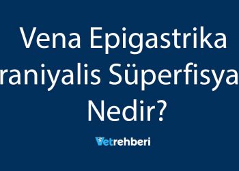 Vena Epigastrika Kraniyalis Süperfisyalis Nedir?