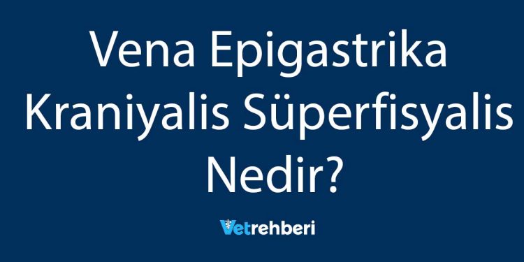 Vena Epigastrika Kraniyalis Süperfisyalis Nedir?