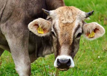 İneklerde Karaciğer Büyümesi