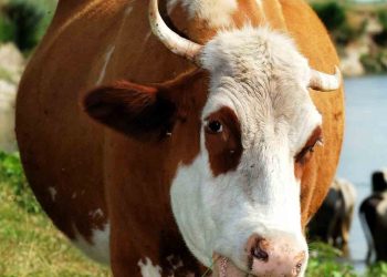 İneklerde Karaciğer Yağlanması