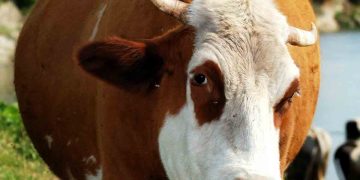 İneklerde Karaciğer Yağlanması