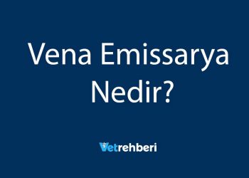 Vena Emissarya Nedir?