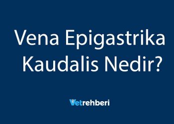 Vena Epigastrika Kaudalis Nedir?