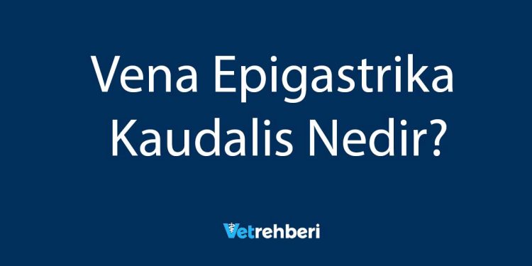 Vena Epigastrika Kaudalis Nedir?