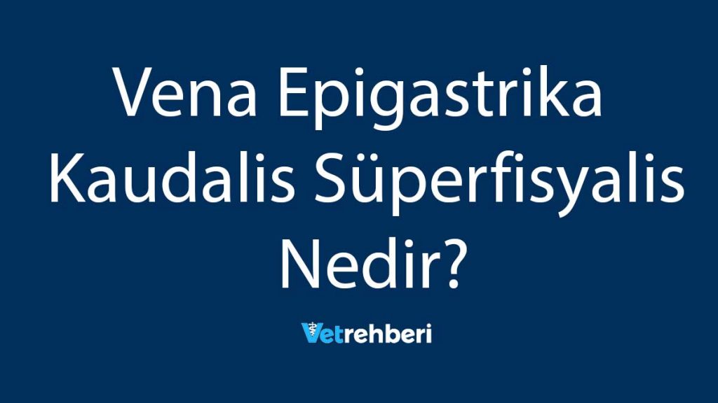 Vena Epigastrika Kaudalis Süperfisyalis Nedir?