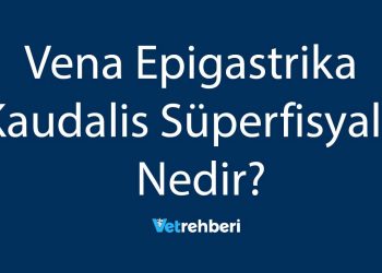 Vena Epigastrika Kaudalis Süperfisyalis Nedir?