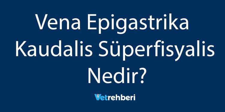 Vena Epigastrika Kaudalis Süperfisyalis Nedir?