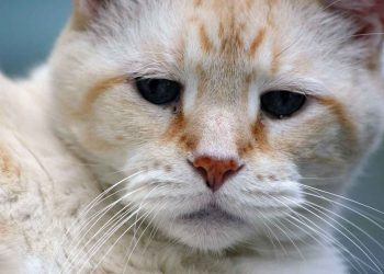 Yaşlı Kediler İçin Diyet