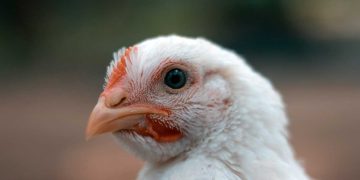 Broiler Piliçlerin Yem Çıkarma Sendromu Belirtileri