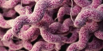 Campylobacter ile Mücadele
