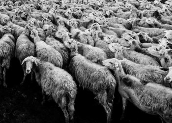 Çiftlik Hayvanlarında Uyuz