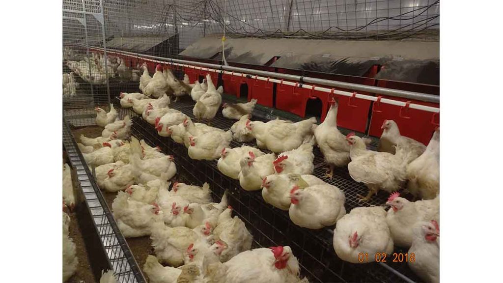 Damızlık Broiler Yetiştiricileri Ahşap Follukları Tercih Etmekte