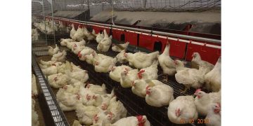 Damızlık Broiler Yetiştiricileri Ahşap Follukları Tercih Etmekte