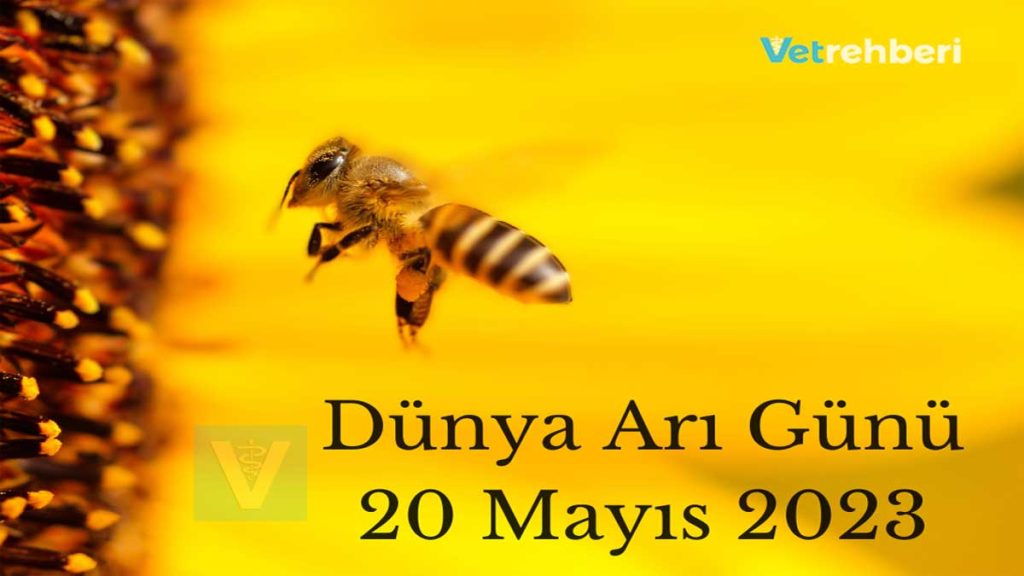 Dünya Arı Günü - 20 Mayıs 2023