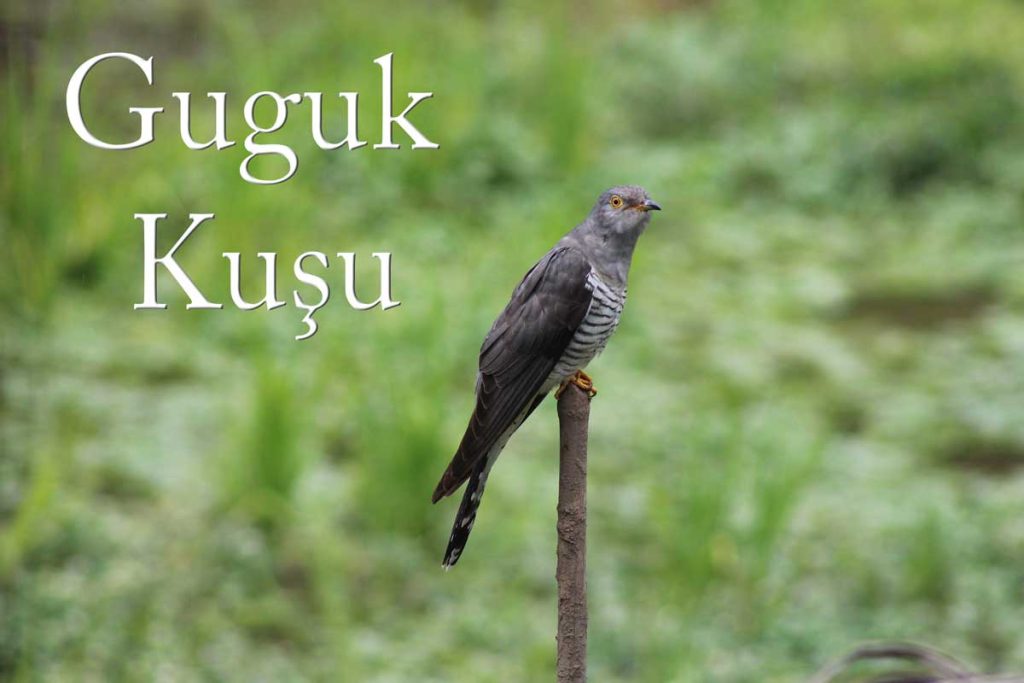 Guguk Kuşu