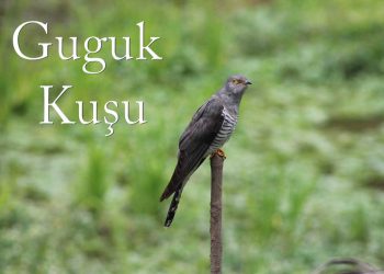 Guguk Kuşu