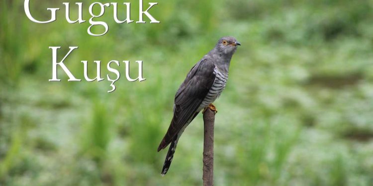 Guguk Kuşu