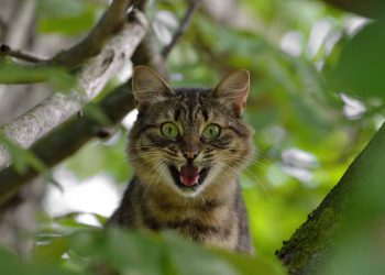 Kedilerde FIV Hastalığı (İmmunyetmezlik Virüs, Aids)