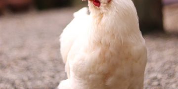 Tavuklarda Ascites Sendromu