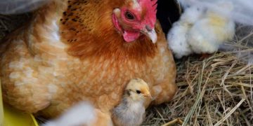 Tavuklarda Koksidiosis Enfeksiyonu (Coccidiosis)