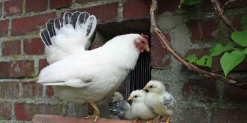 Tavuklarda Şerit Enfestasyonu (Raillietina Cesticillus)