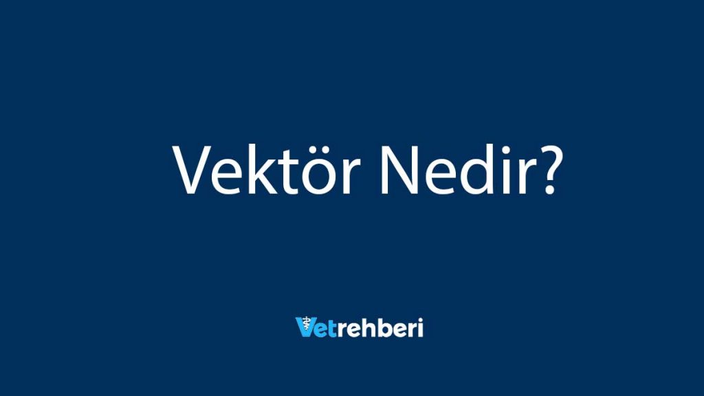 Vektör Nedir?