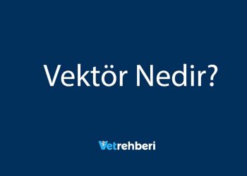 Vektör Nedir?