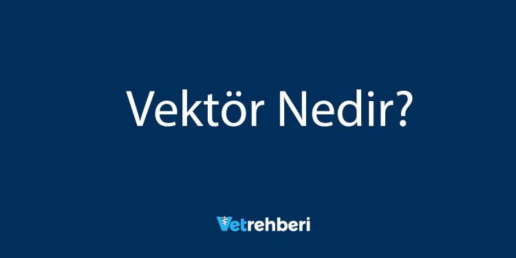 Vektör Nedir?