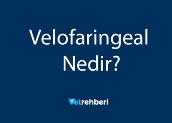 Velofaringeal Nedir?
