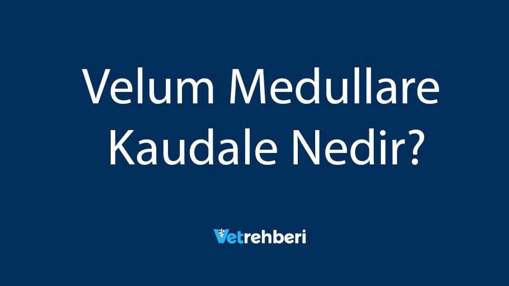 Velum Medullare Kaudale Nedir?