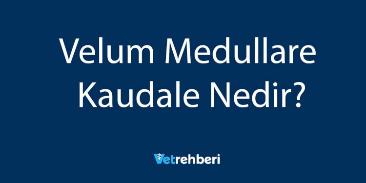 Velum Medullare Kaudale Nedir?