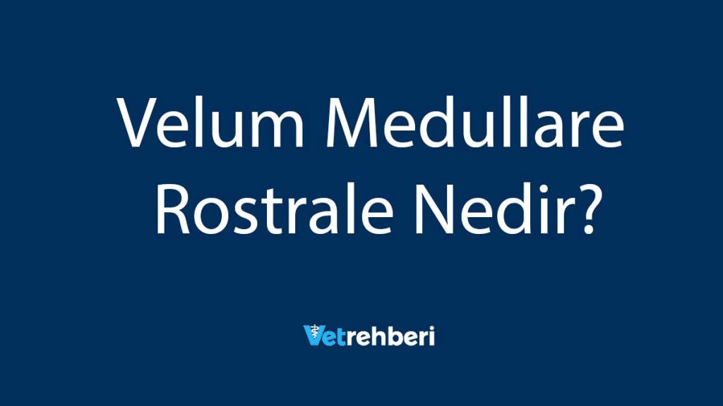 Velum Medullare Rostrale Nedir?