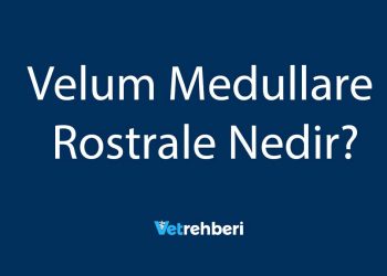 Velum Medullare Rostrale Nedir?