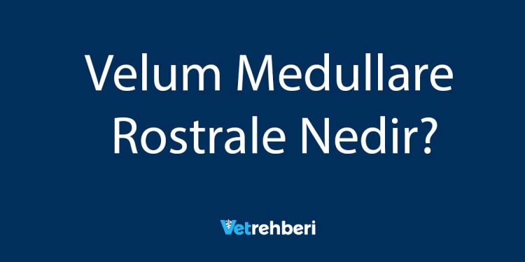 Velum Medullare Rostrale Nedir?