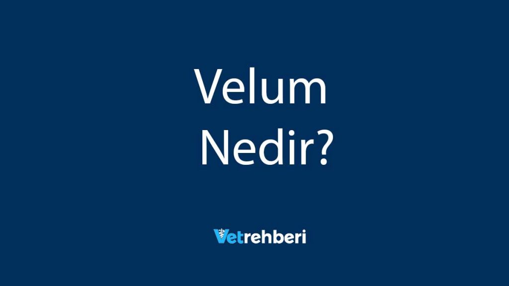 Velum Nedir?