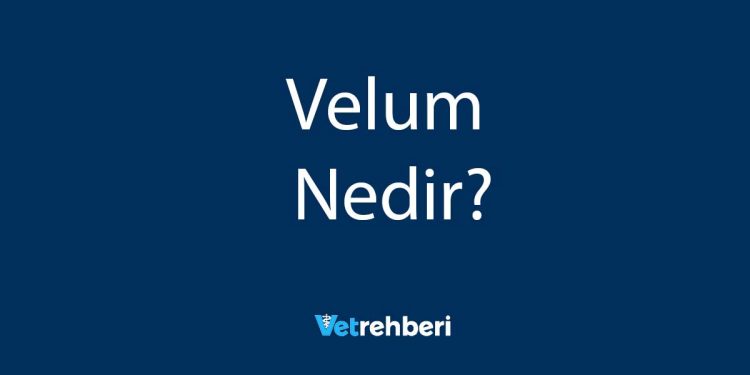 Velum Nedir?