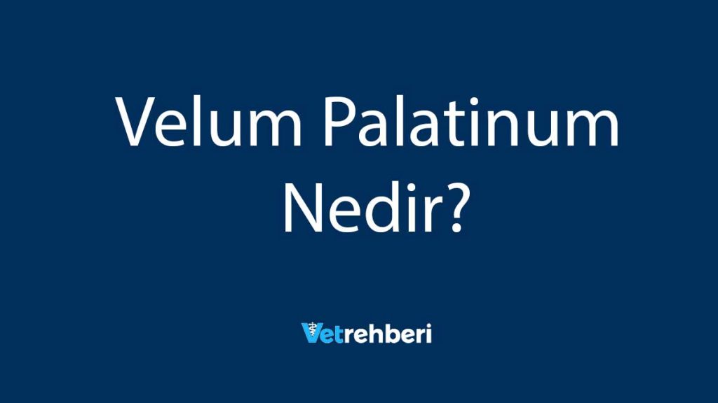 Velum Palatinum Nedir?