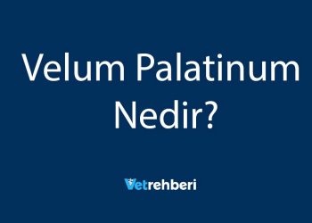 Velum Palatinum Nedir?