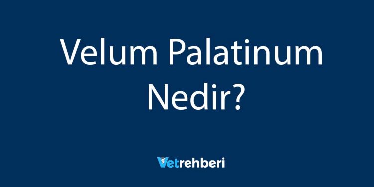 Velum Palatinum Nedir?