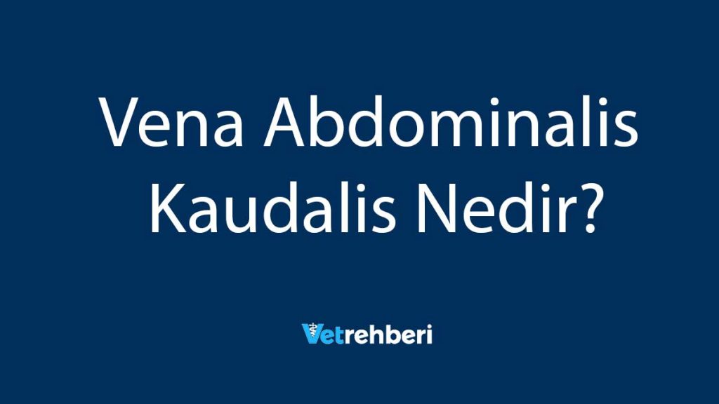 Vena Abdominalis Kaudalis Nedir?